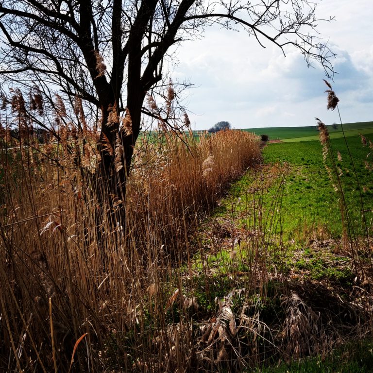 Rund um Schraudenbach